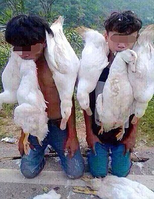 1409320992469_wps_47_Pic_shows_Two_duck_rustle